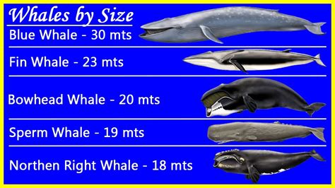 whale length in feet